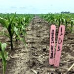 BioLumic partners with Beck’s Hybrids and other major seed companies to boost corn productivity via UV light