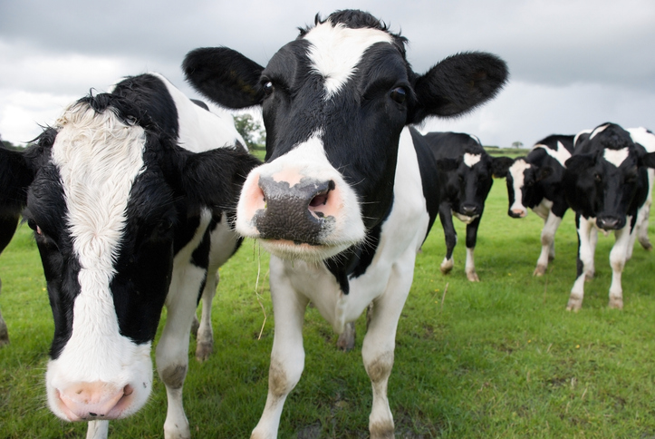 Perfect Day uses microbes—instead of cows—to make the dairy protein beta lactoglobulin