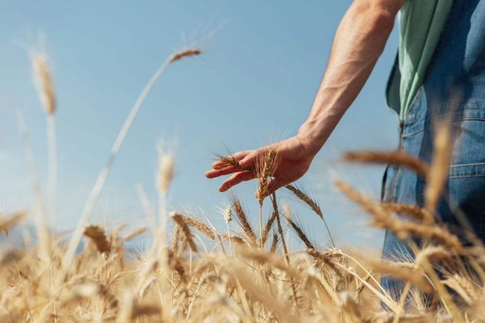 Tritordeum. Image credit: Vivagran 