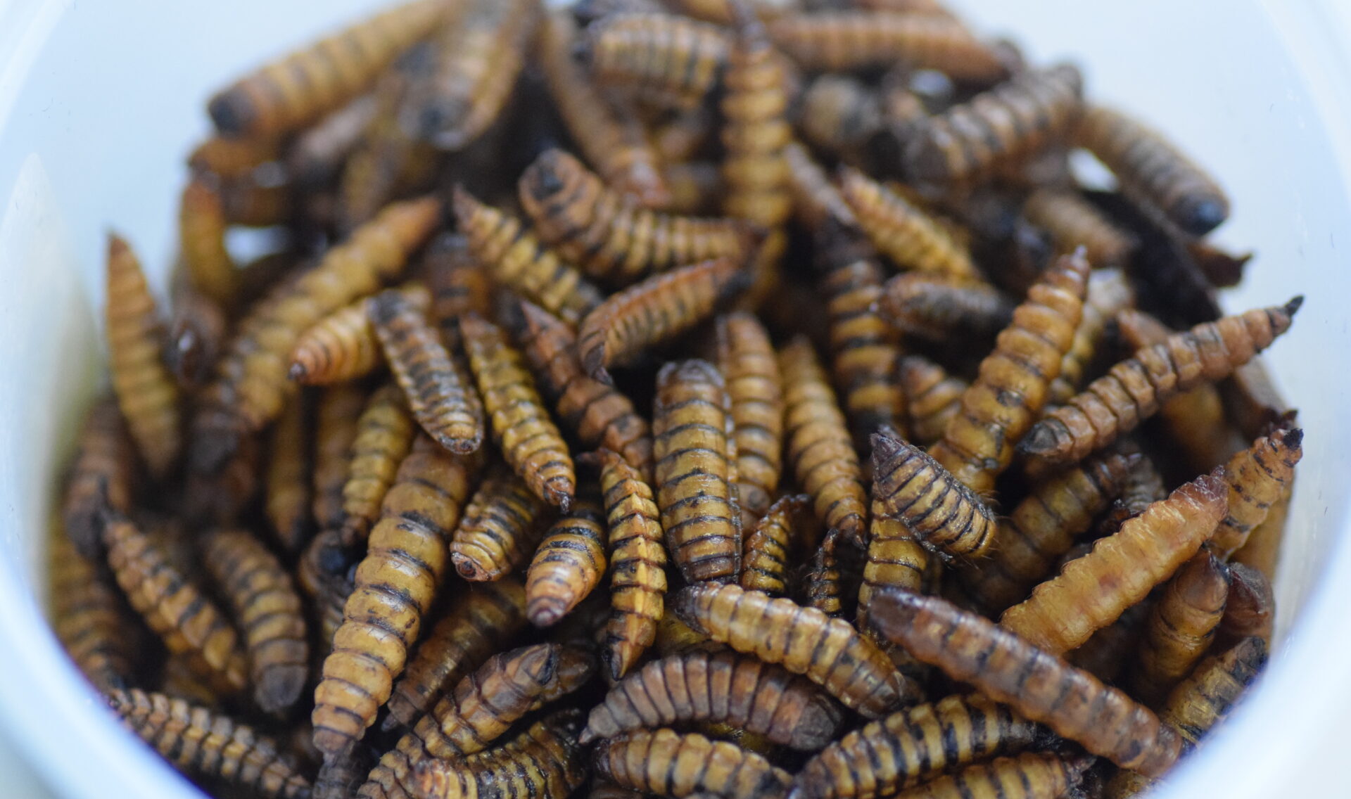 Black soldier fly larvae. Image credit: FlyBlast