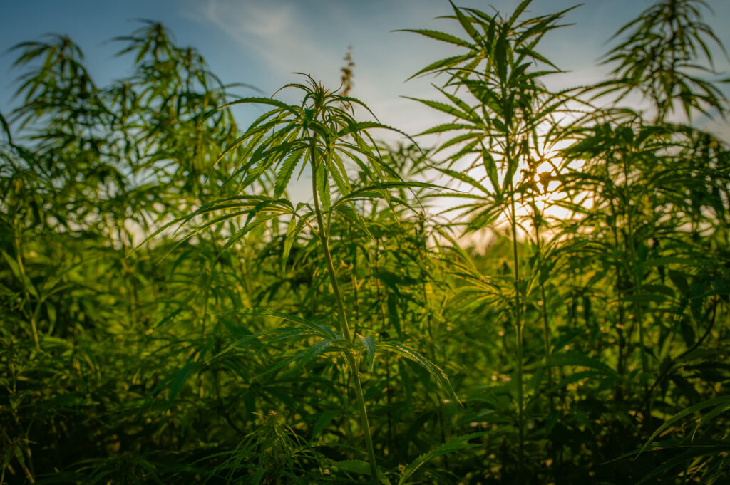 Industrial hemp Image credit: istock/Mantas Zilicius