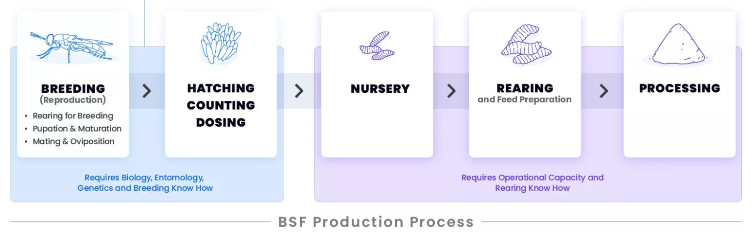 Insect breeding process FreezeM