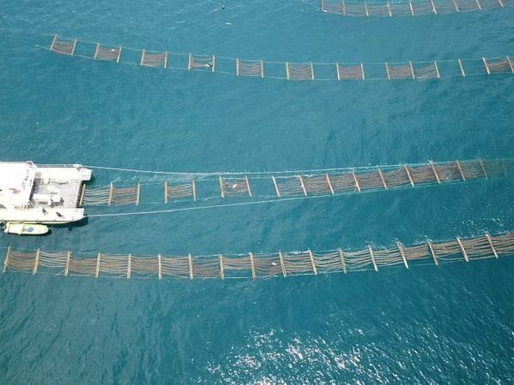 Europe leads in VC investment for aquaculture despite Asia’s dominance in production