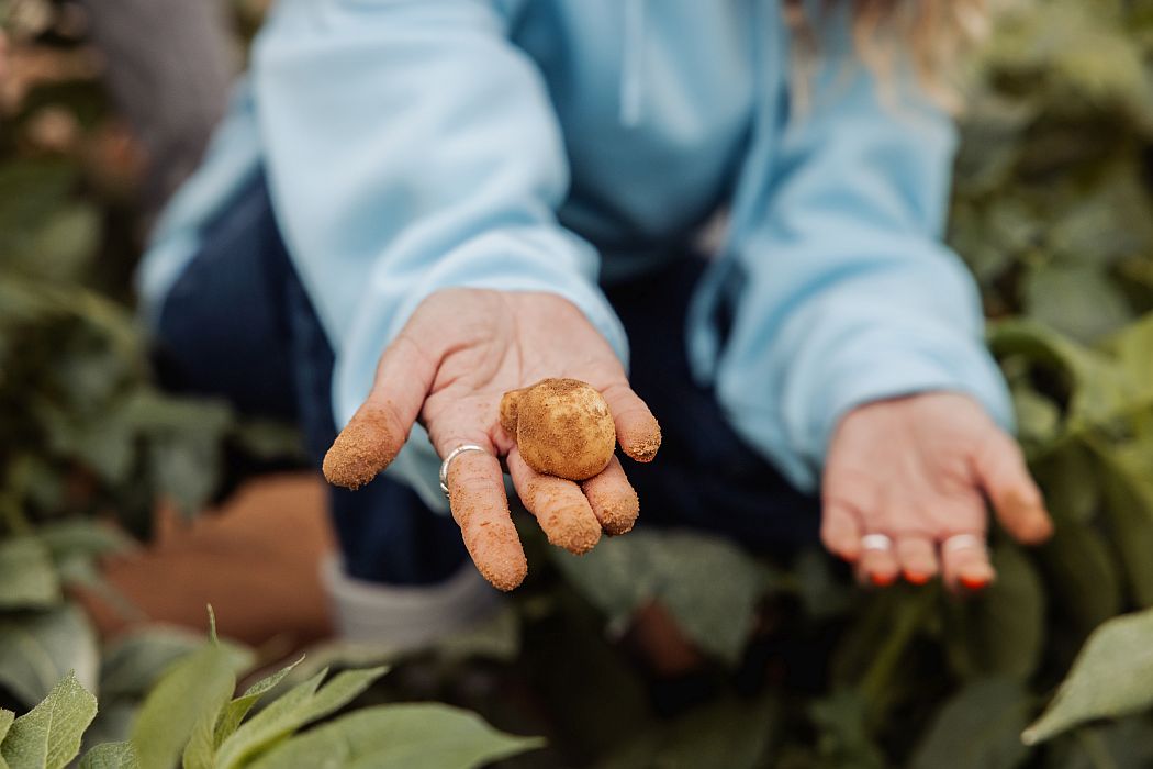 Potatoes genetically engineered to contain more protein. Image credit: PoLoPo