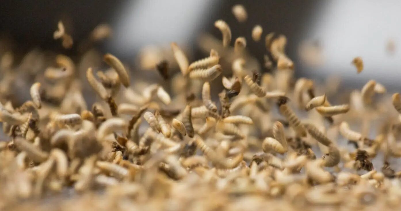 Black soldier fly larvae. Image credit: Agronutris