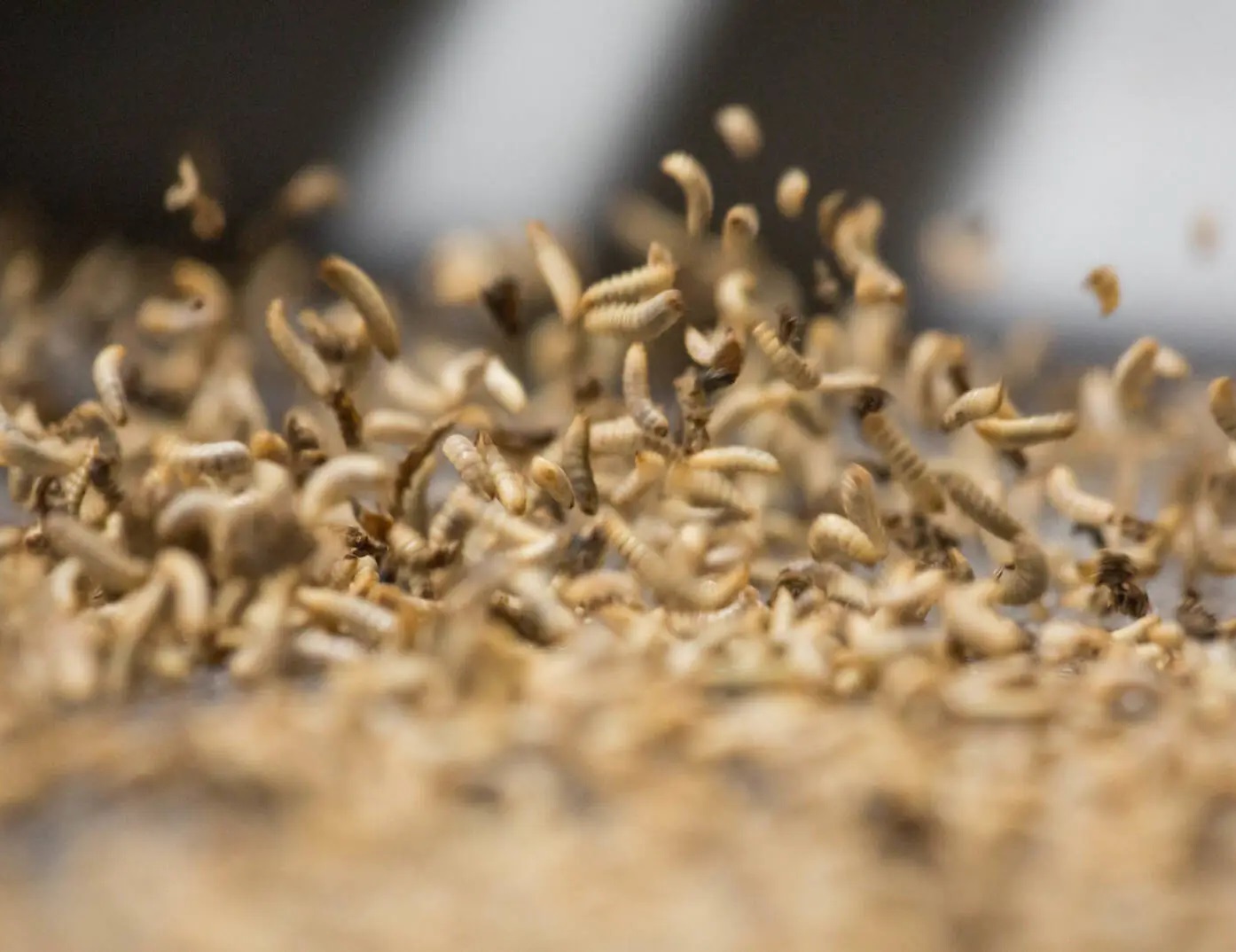 Black soldier fly larvae. Image credit: Agronutris