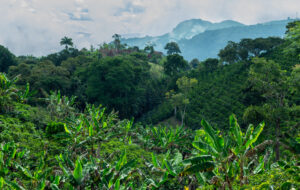 Coffee fields in the rural area of Jerico, Jericó, Antioquia, Colombia. Banana trees.