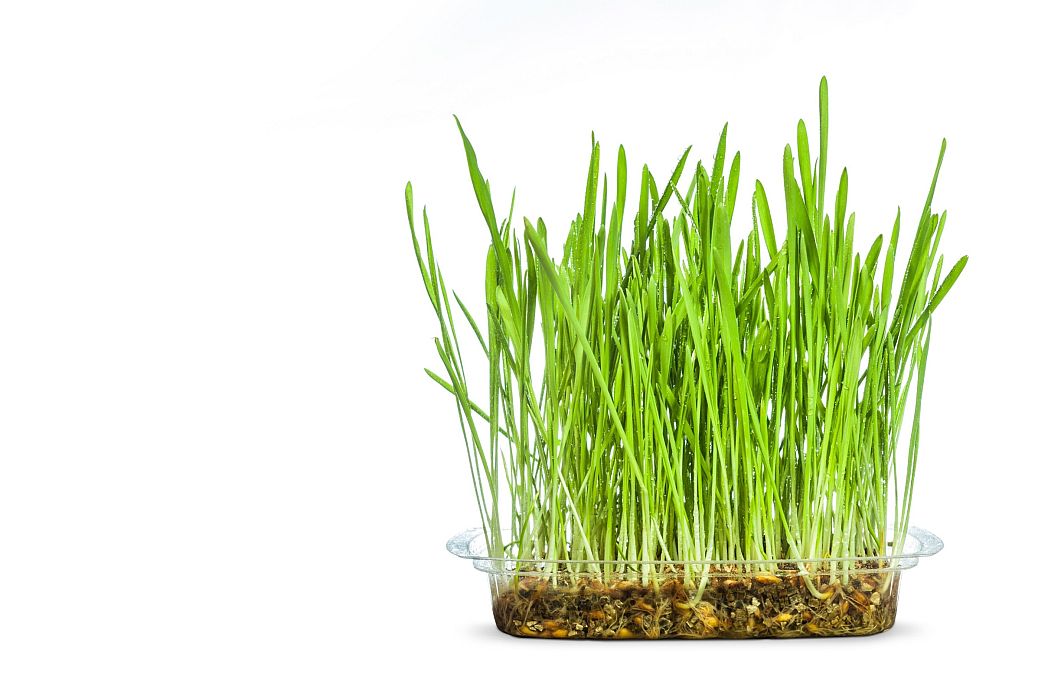 Sprouted oats from Plantopia Image credit Plantopia