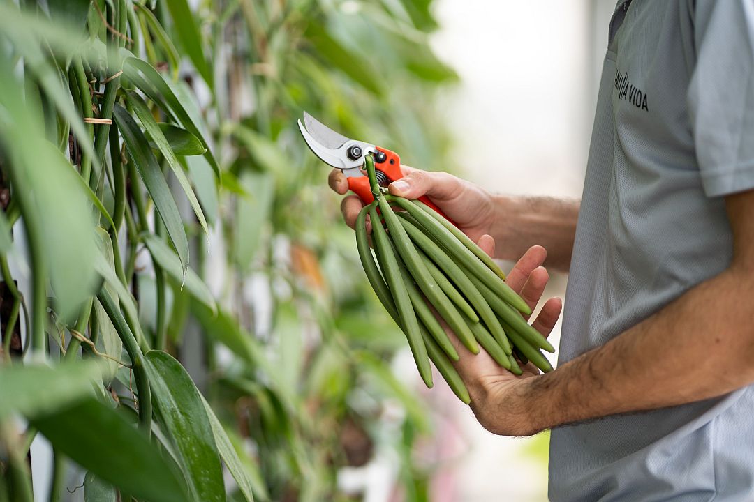 Vanilla Vida 2025 harvest