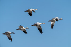 Infected birds can shed avian flu viruses in their saliva, nasal secretions, and feces. Image credit: istock/arlutz73