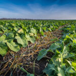 New FBN pilot offers land loan rewards to farmers switching to regen ag practices