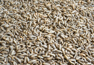 Close up of Black soldier fly (BSF) larvae, Hermetia Illucens. Image credit: iStock/Jaka Suryanta