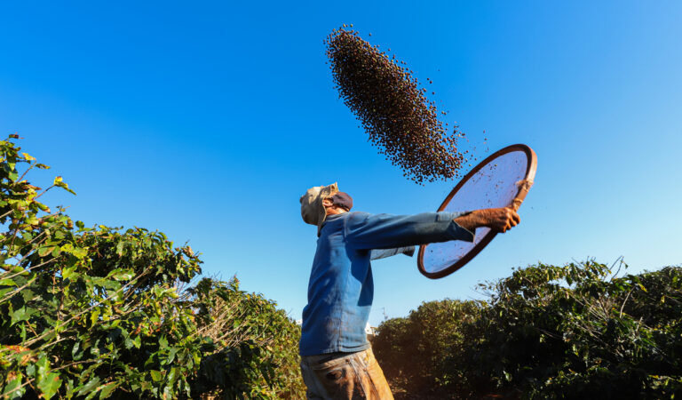 Harvesting coffee in Brazil. Image credit: iStock-Jair-Ferreira-Belafacce