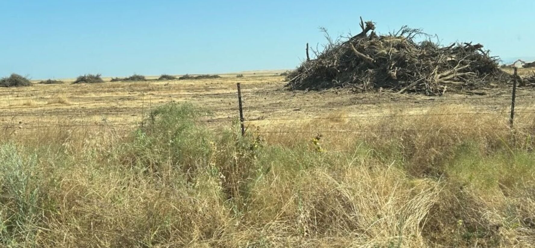 Downed orchard waiting 10 months for chipping in Merced, California. Image credit: The VINE