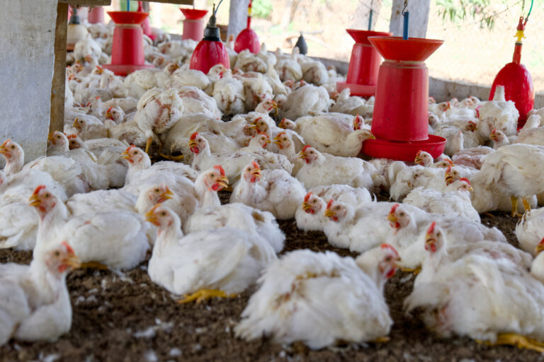Broiler chickens. Image credit: iStock/Raja