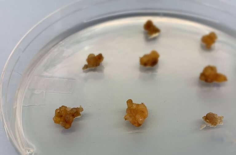 Crocus Sativus Callus Cells. Image credit: Krokos Bio