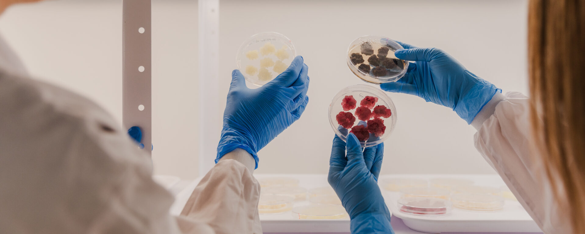 Novella plant cell culture. Image credit: Novella