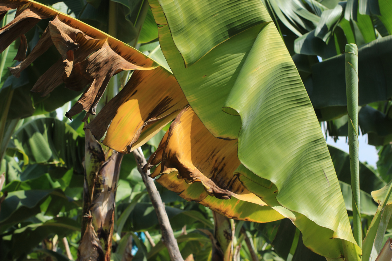Banana plant with symptoms of yellowing and necrosis caused by deadly Fusarium wilt (TR4). Image credit: istock/emarys