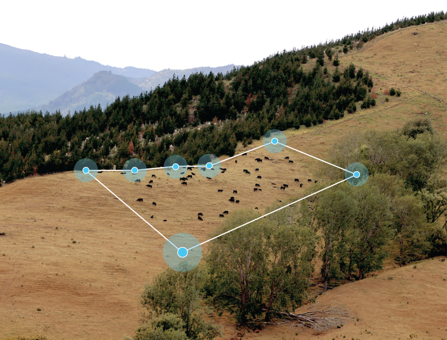 Halter will equip more US ranchers with virtual fencing tech