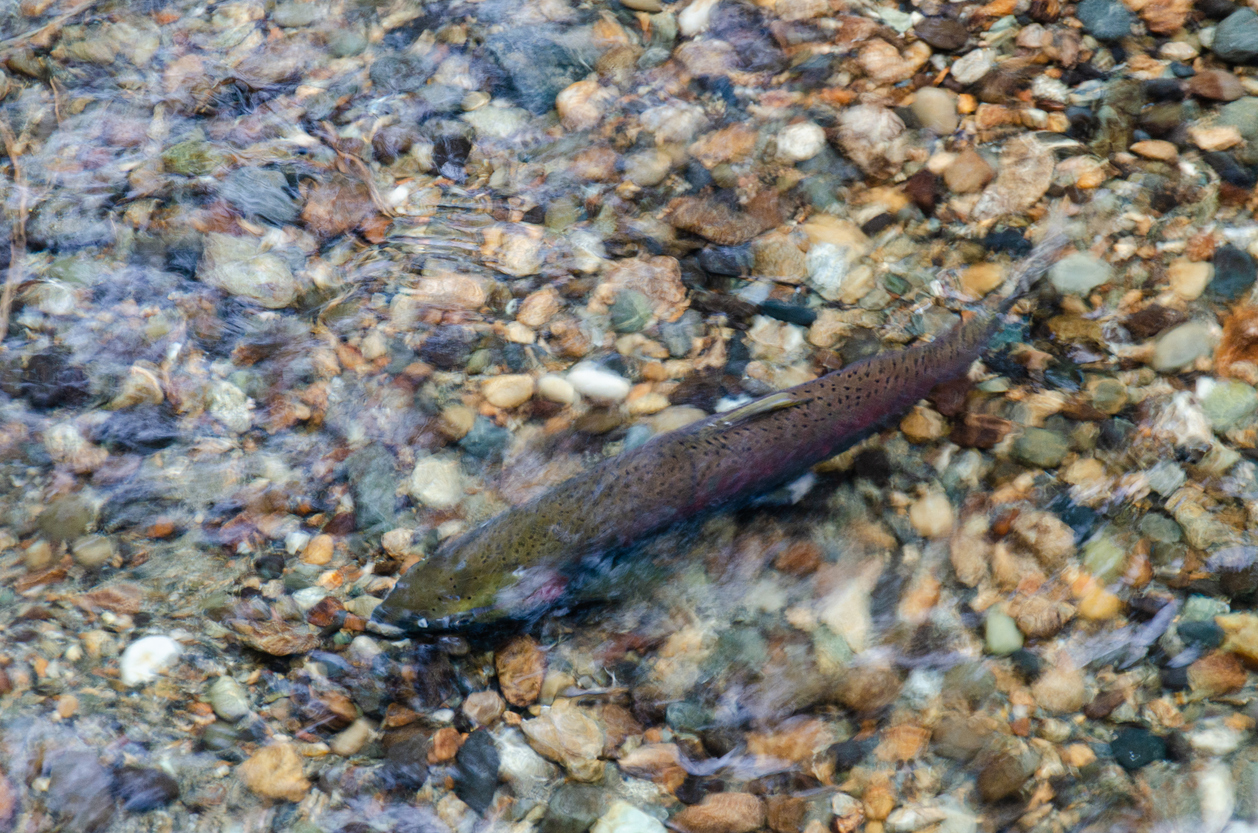 Salmon spawning streams in the Thacker Regional Park in Hope, BC, Canada