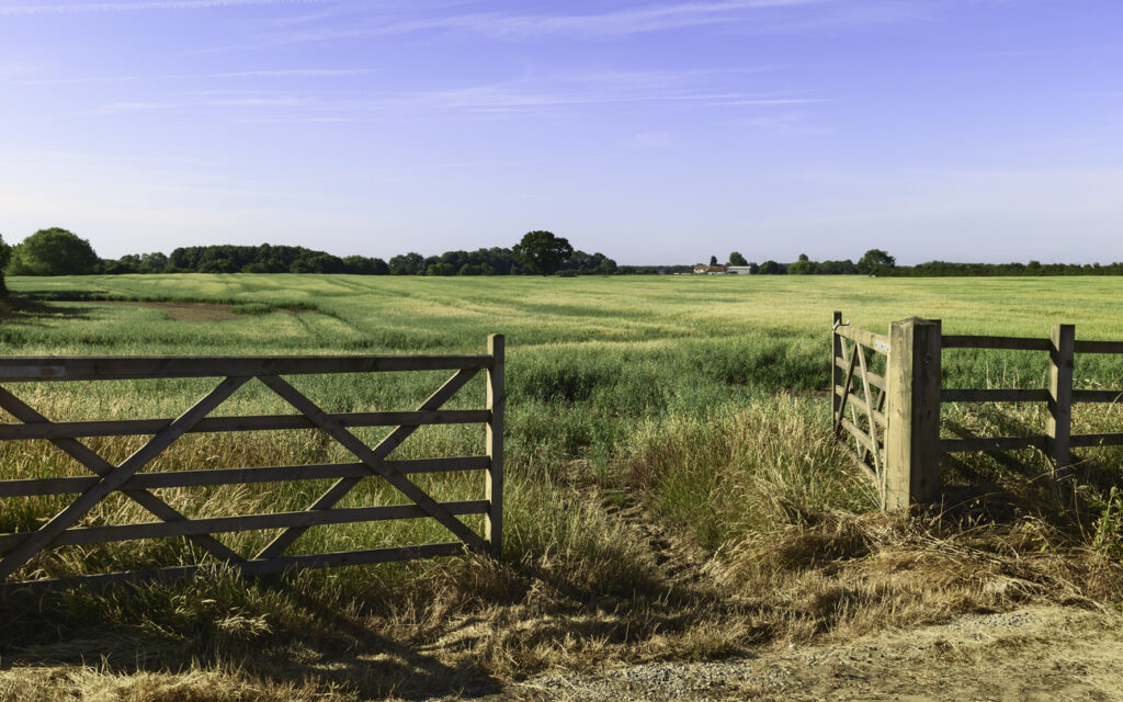AgriFood Signals: More Microsoft carbon deals, a $200m greenhouse in Mexico, rubber from dandelions