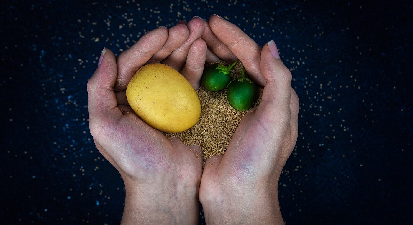 Solynta Hybrid True Potato Seeds and potatoes Image credit Solynta