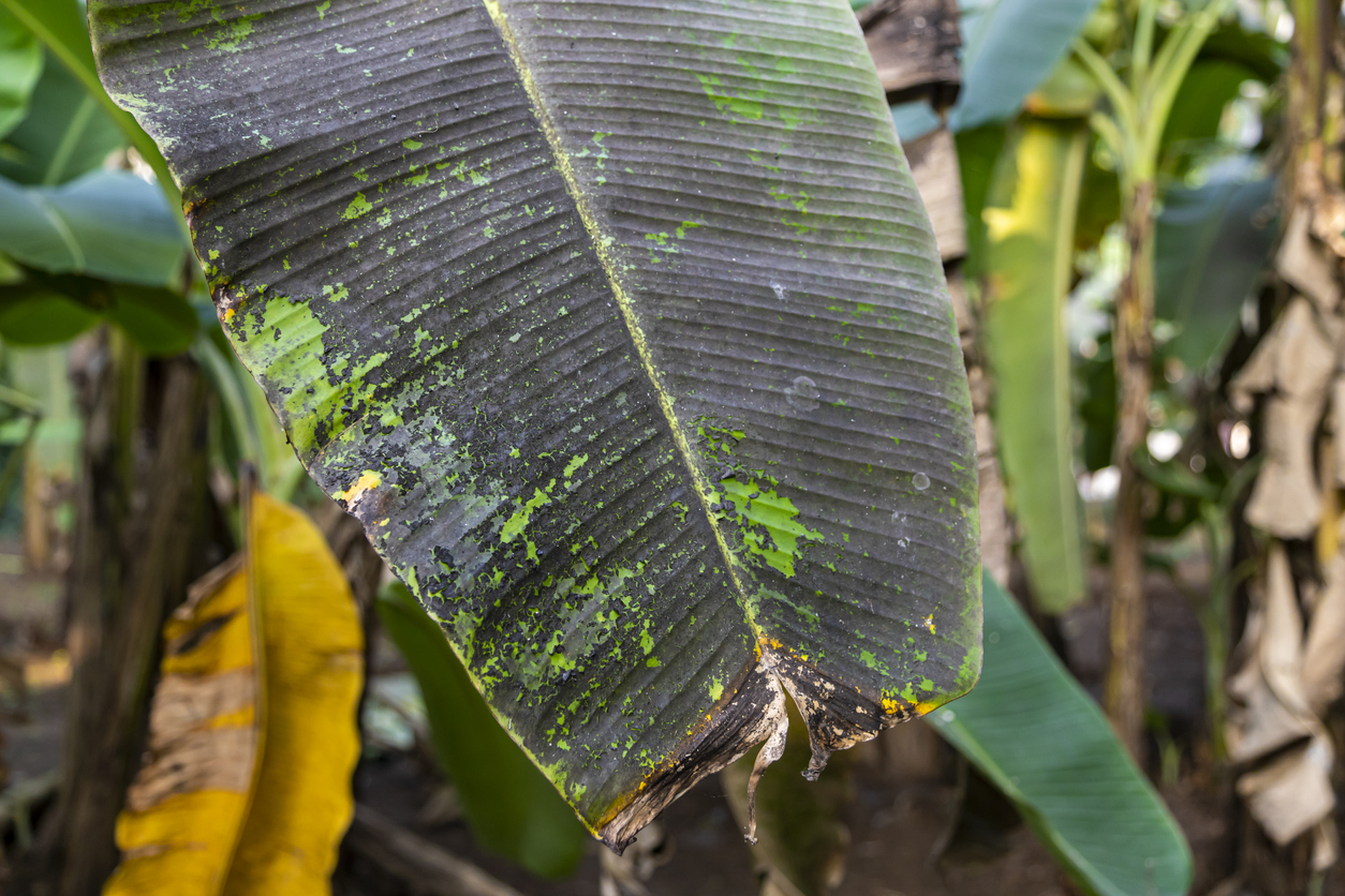 Black Sigatoka attacks banana leaves, causing dark streaks and lesions that reduce photosynthesis, weaken the plant, and lower yield and fruit quality. Image credit: istock/RahulDsilva