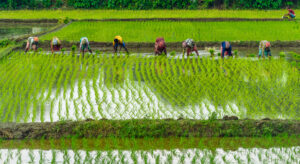 Rice farming in India. Image credit: iStock/AROYBARMAN