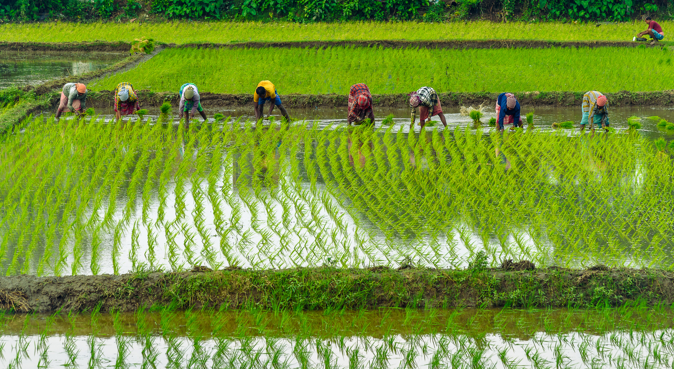 Rice farming in India. Image credit: iStock/AROYBARMAN