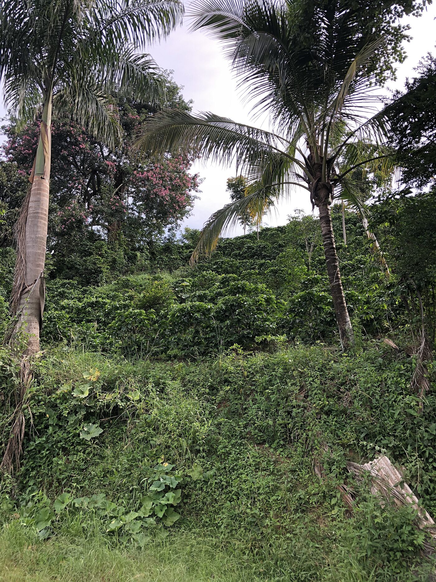 Reevaluating Agricultural Biologicals: Unlocking Their Full Potential in Regenerative Farming and Climate Finance