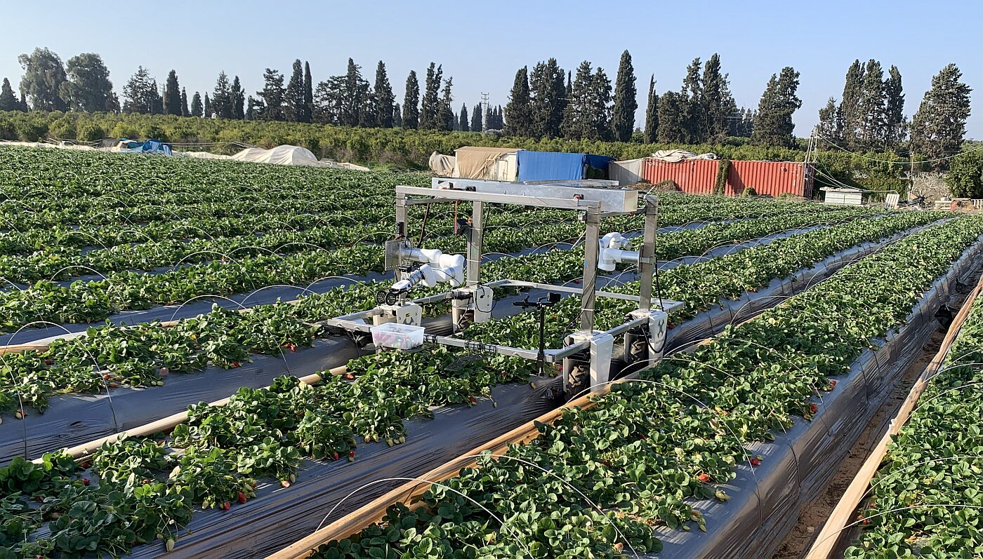 DailyRobotics strawberry harvester in the field. Image credit: Daily Robotics