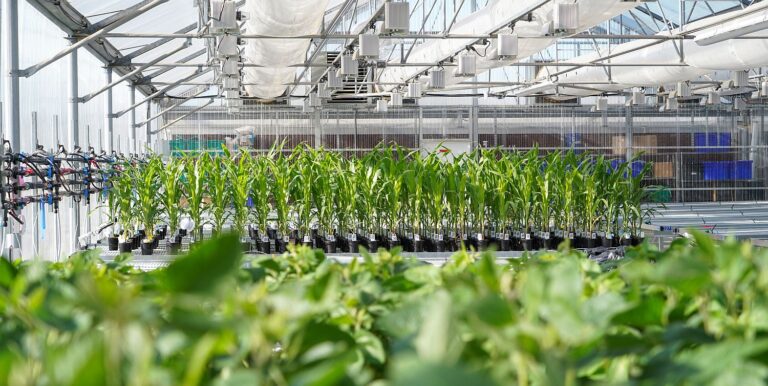 Ginkgo Bioworks corn plant testing Image credit Ginkgo Bioworks