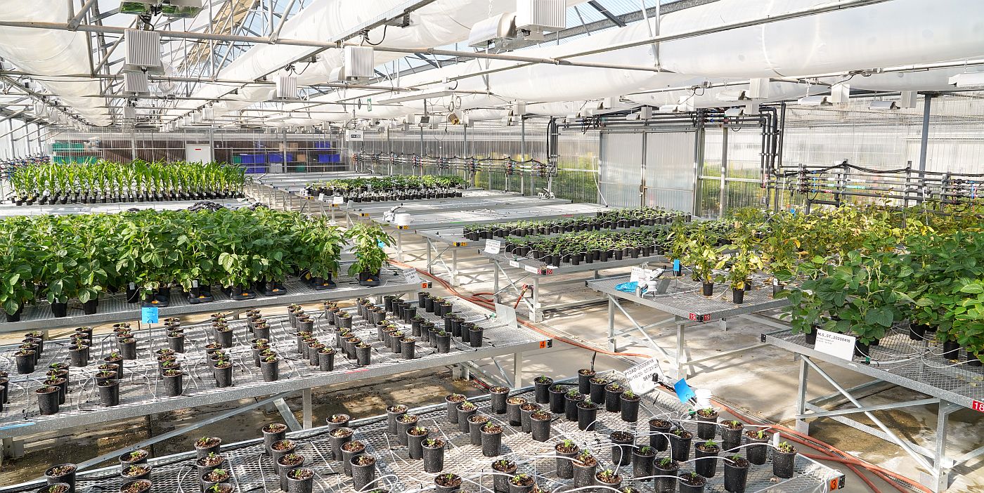 Ginkgo Bioworks plant testing Image credit Ginkgo Bioworks