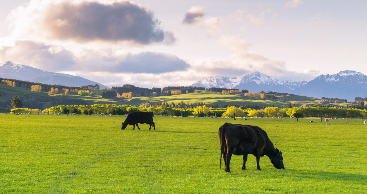Cattle farm under an afternoon sky, south island, New Zealand. Image credit: iStock/Sorajack