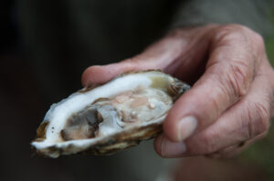 Oyster farming, Chesapeake Bay Image credit: istock/jack looney
