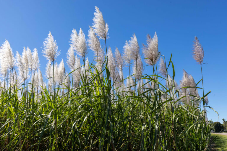 Avalo is working with Coca-Cola Europacific Partners to futureproof its sugar supply chain in Australia. Image credit: istock/Mastamak