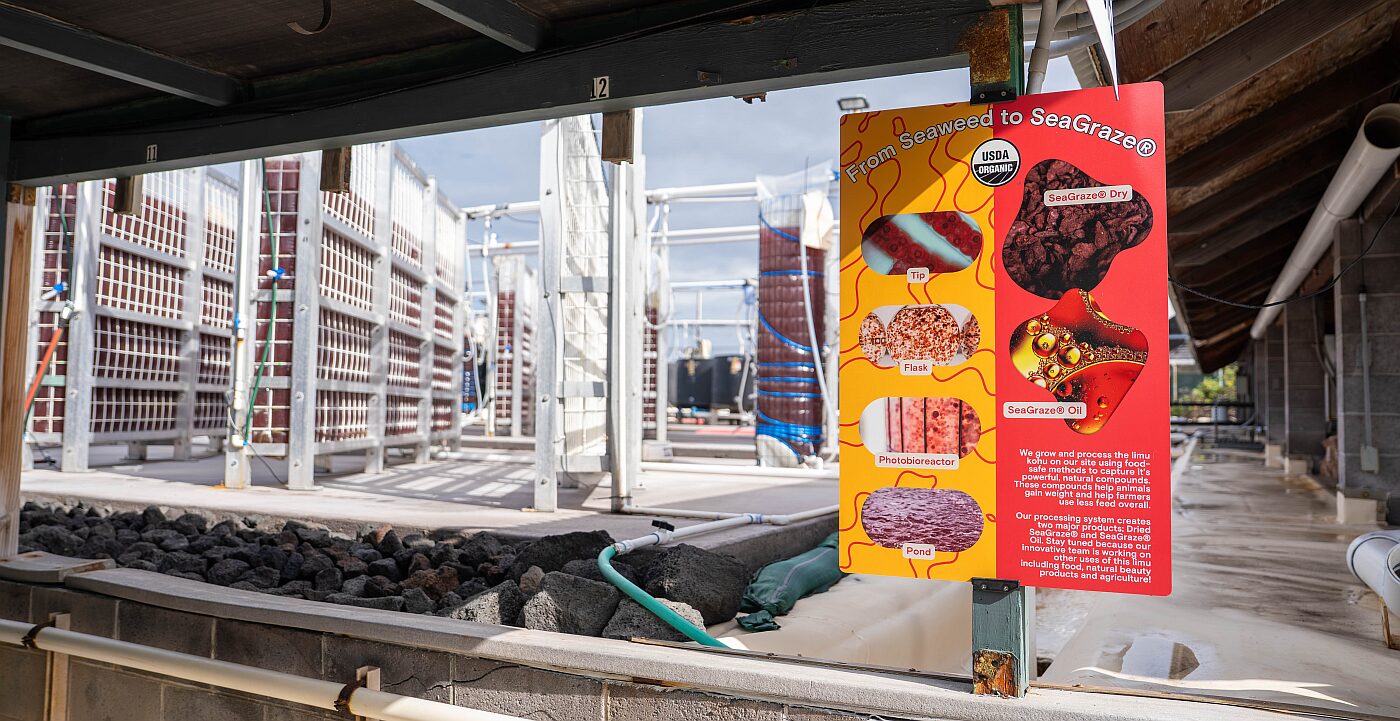 Hawaii-based Symbrosia has a two-phase process for growing Asparagopsis red seaweed, starting with photobioreactors and ending in large open ponds. Image credit: Symbrosia