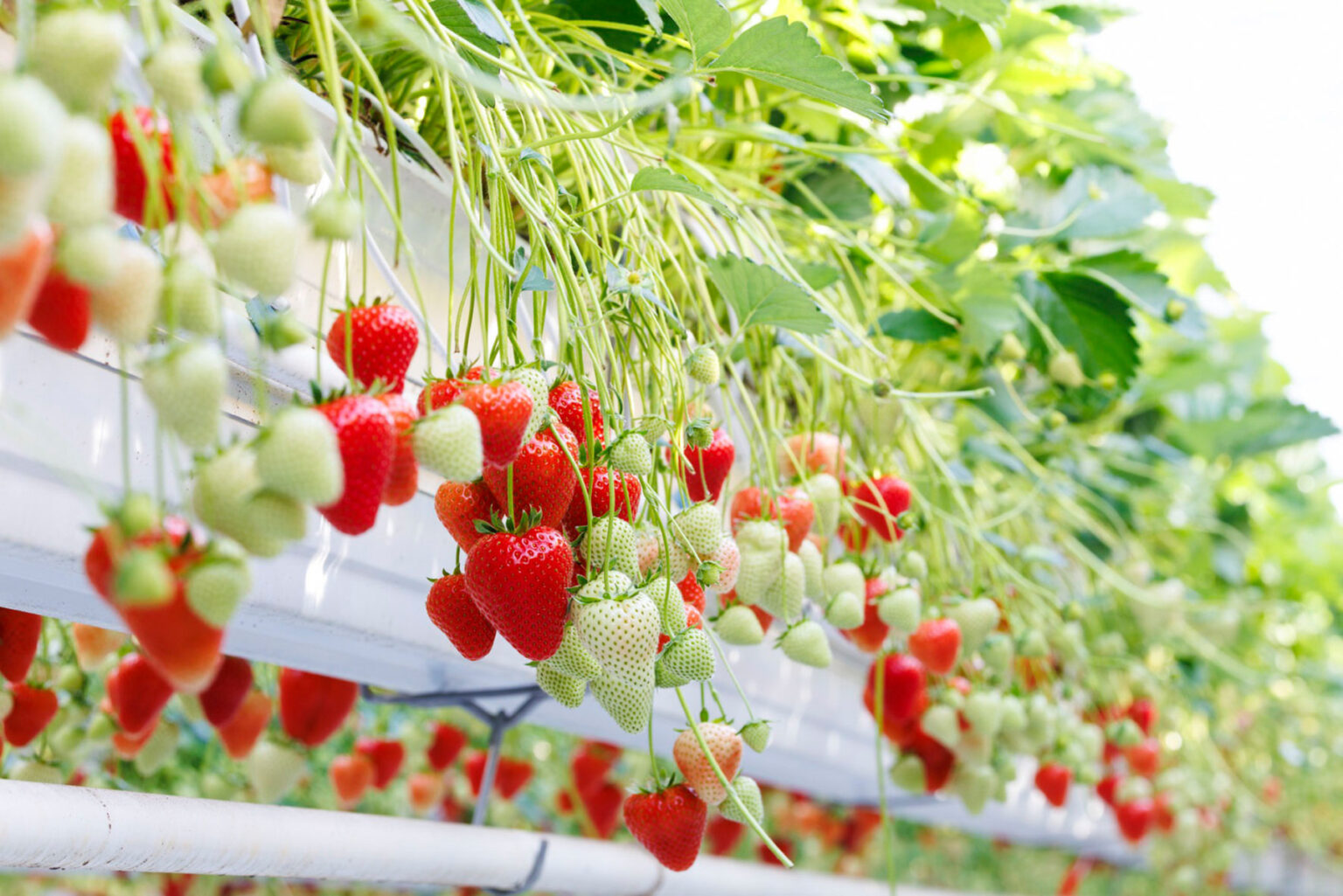 Bayer Launches Baya Solara Strawberry to Boost Supply in Europe