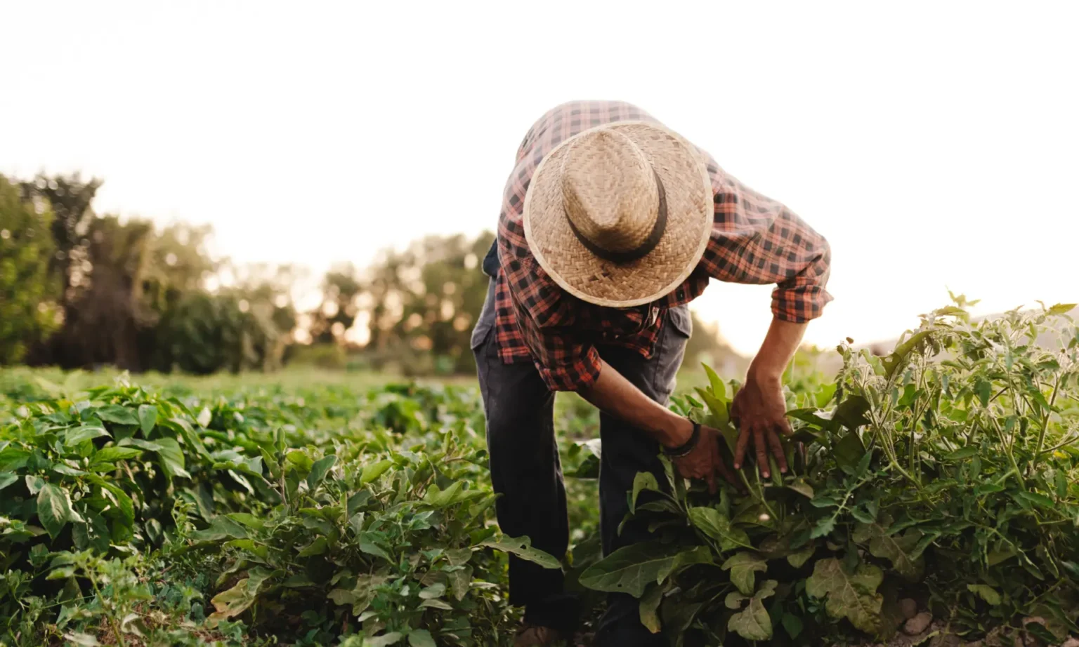 Whole Foods adds Soil Climate Initiative to its regenerative certification portfolio