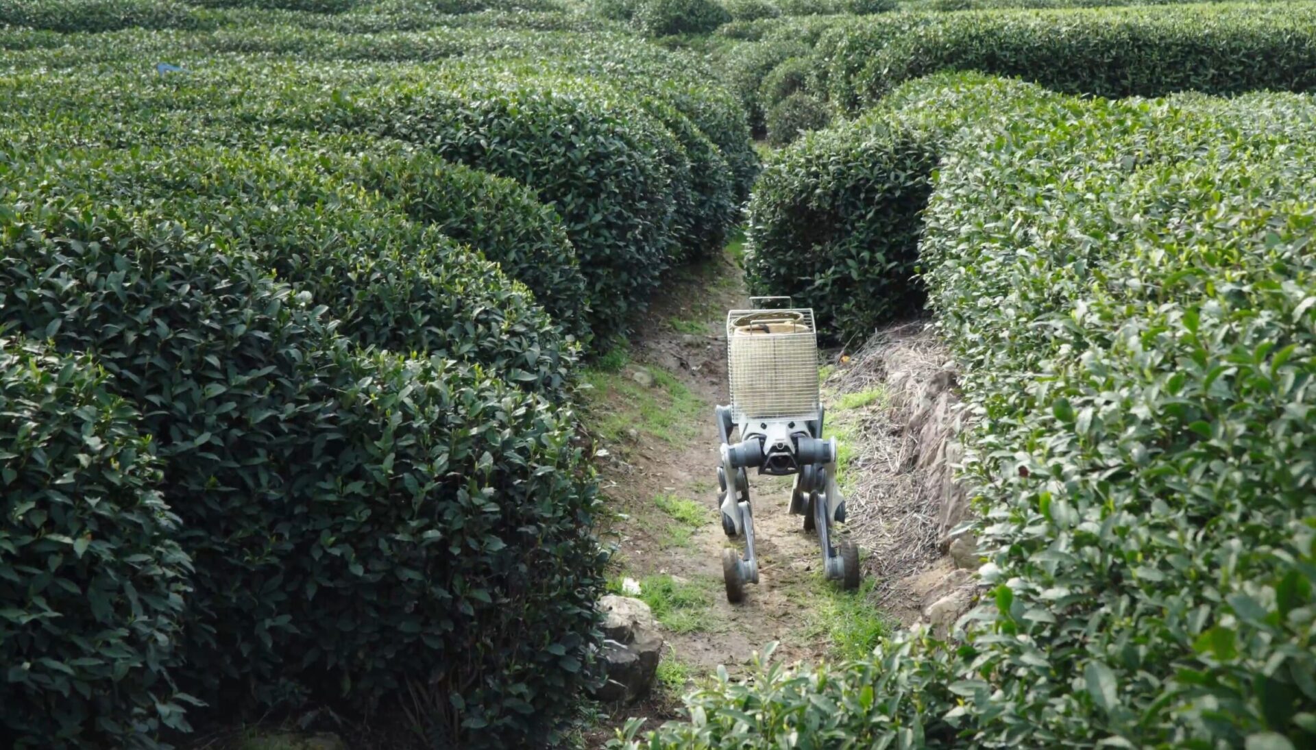 LYNX M20 Wheeled-Legged Robot. Image credit: DEEP Robotics