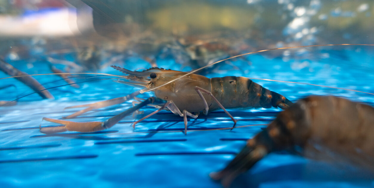Today’s shrimp stunning systems are priced for the largest processors, leaving the vast majority of producers with no humane option, claims Spring Innovation Fund, which is helping to develop a stunning device built for everyday producers at a fraction of the cost of incumbent systems designed to make humane slaughter the default across the industry. Image credit: istock/chuangxin zhou