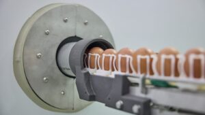 In ovo sexing tech from Orbem Image credit Orbem