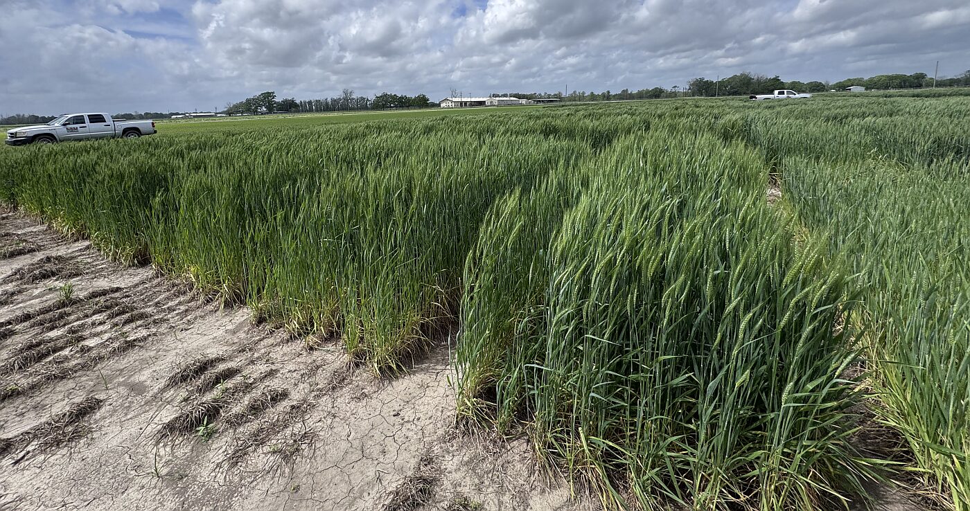 Winter wheat trials conducted at LSU 2025. Image credit: Mafix