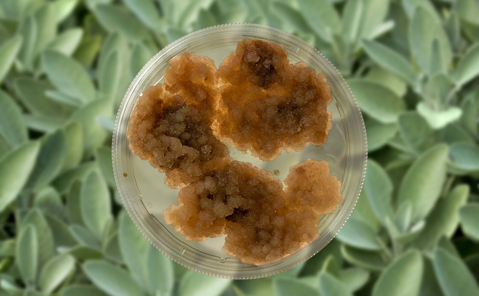 Ayana Bio sage on petri dish Image credit Ayana Bio
