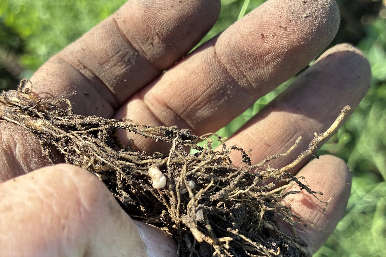 Image credit: Lilac Agriculture