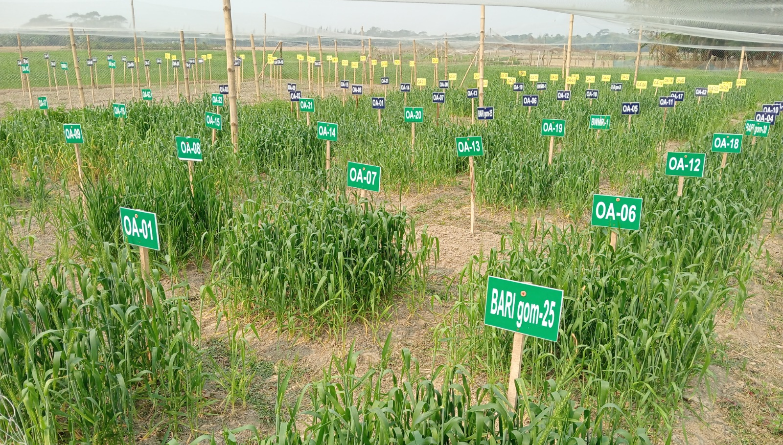 OlsAro Bangladesh field trials Image credit OlsAro
