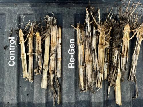Corn stover treated with IMIO ReGen biologicals Image credit: IMIO